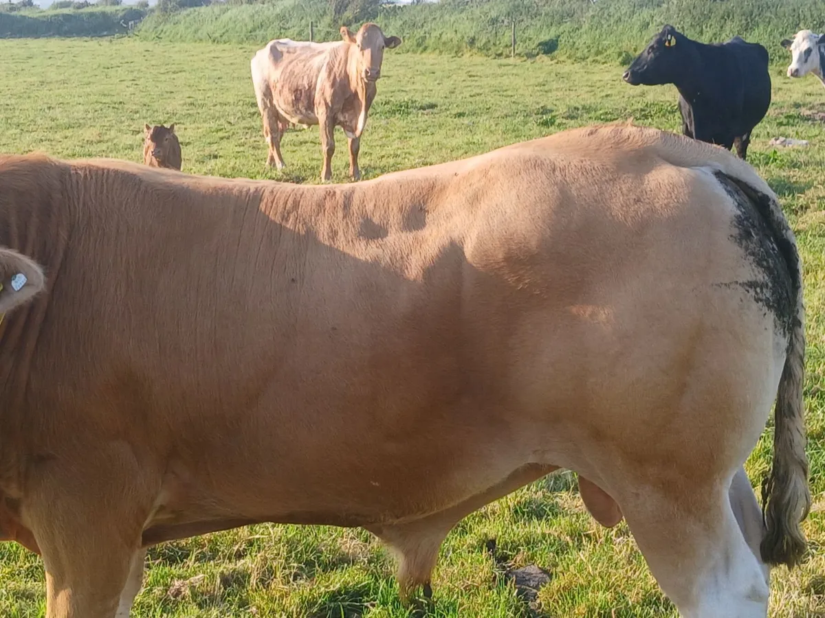 Livestock - Image 2
