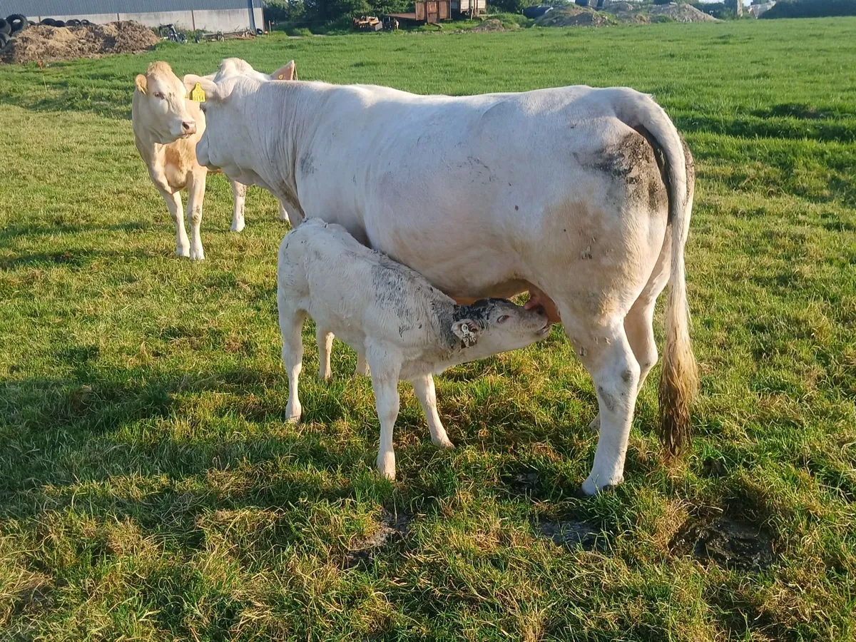 Livestock - Image 3