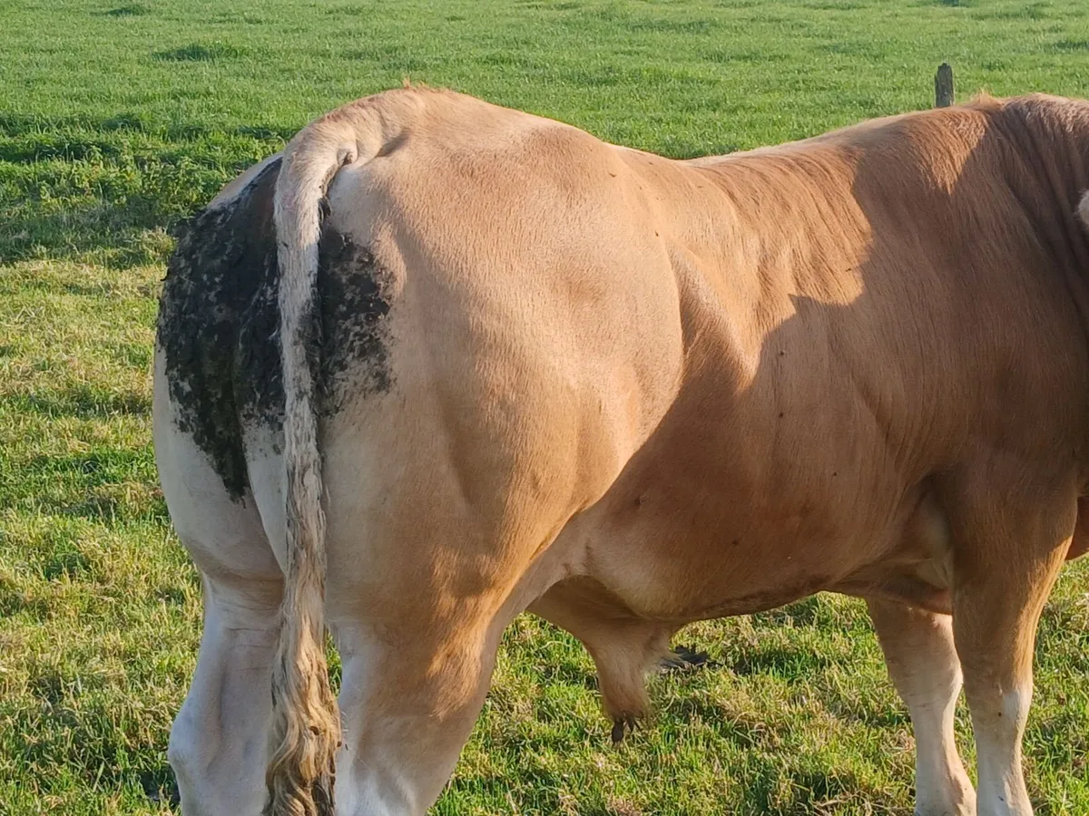 Livestock - Image 4