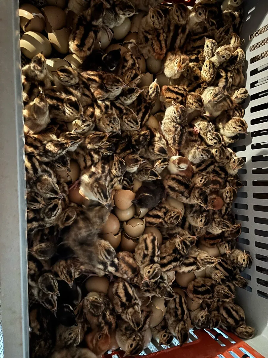 Pheasants and Patridge - Image 1