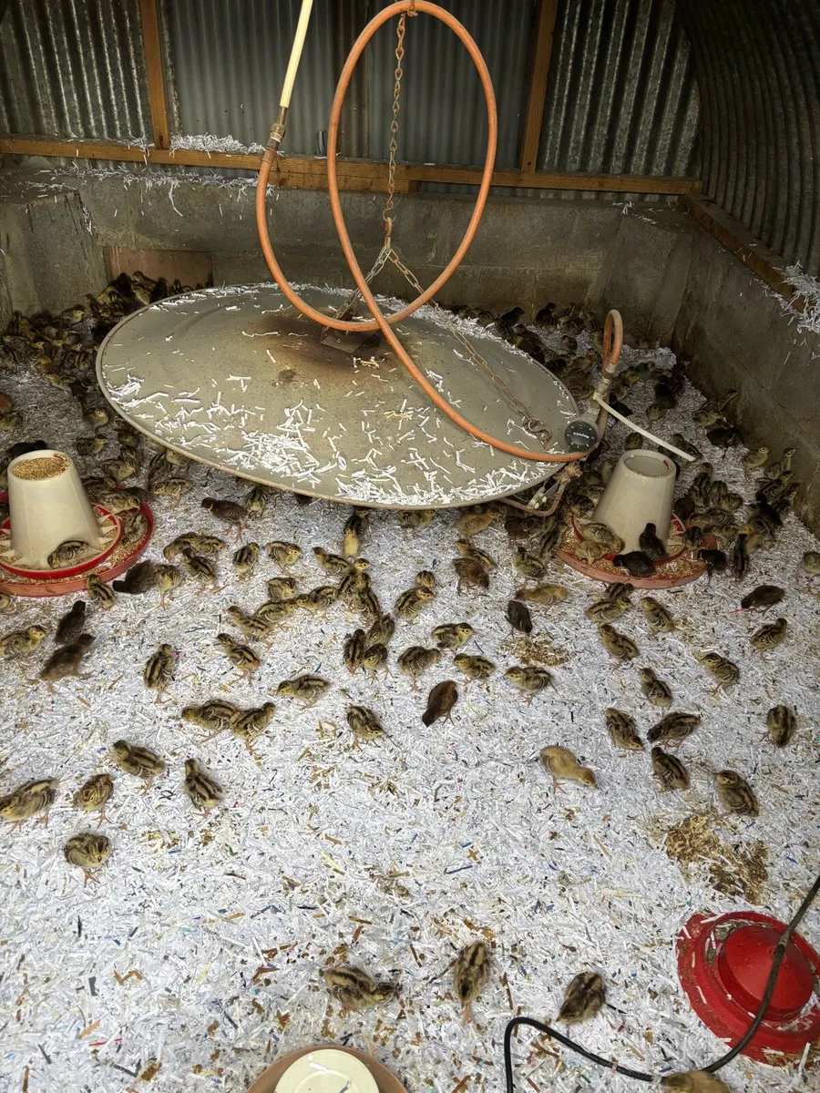 Pheasants and Patridge - Image 3