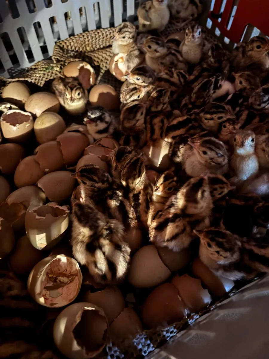 Pheasants and Patridge - Image 4