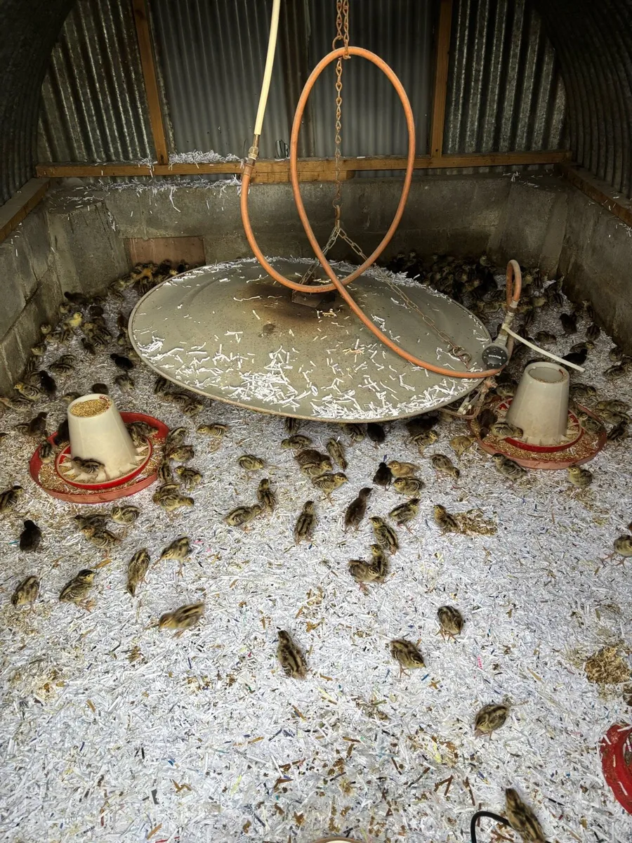 Pheasants and Patridge - Image 2