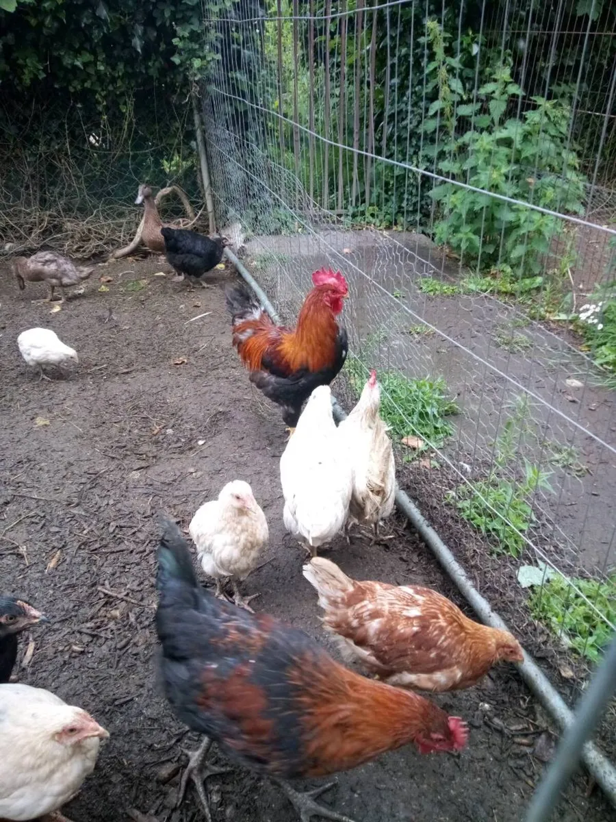 Hen's/ Drake's / Roosters/ Hatching eggs. - Image 1