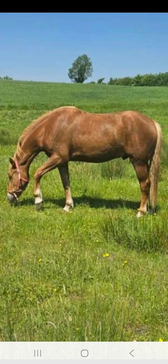 Irish draught gelding - Image 1