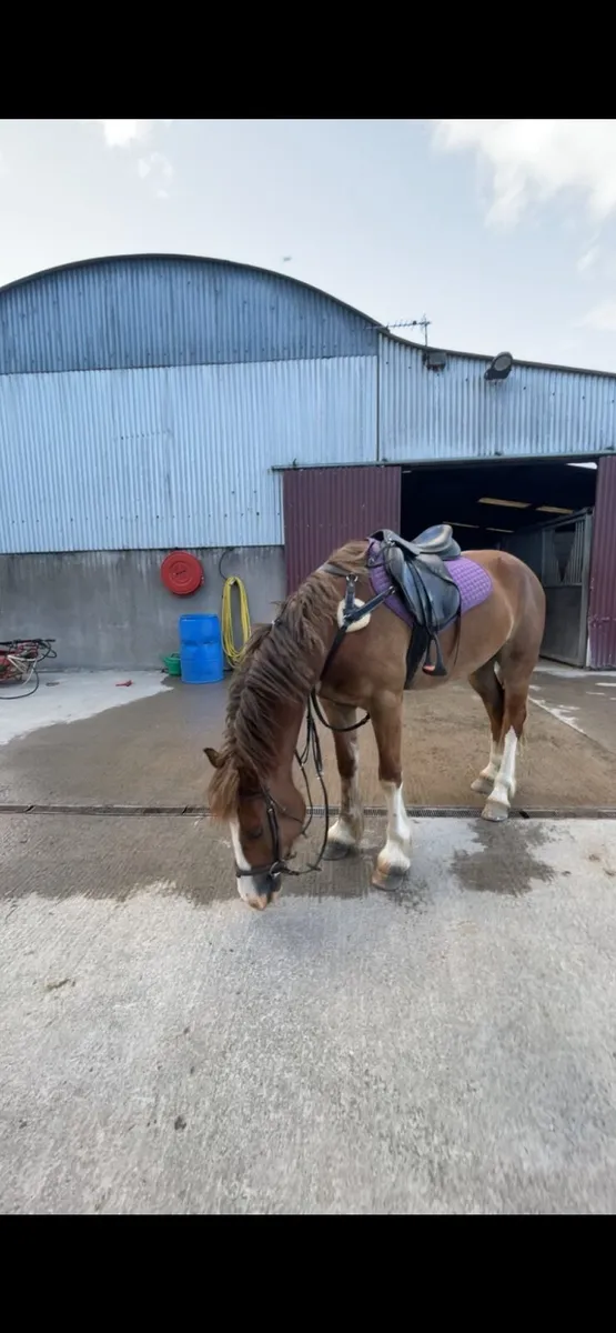 15.2hh 4yo Welsh D - Image 3