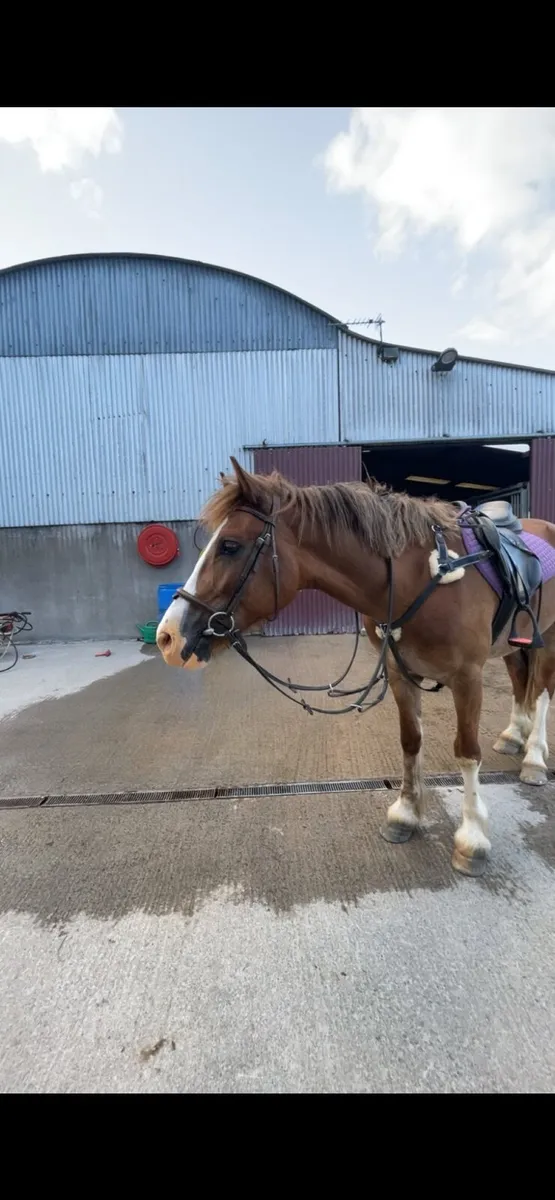 15.2hh 4yo Welsh D - Image 4