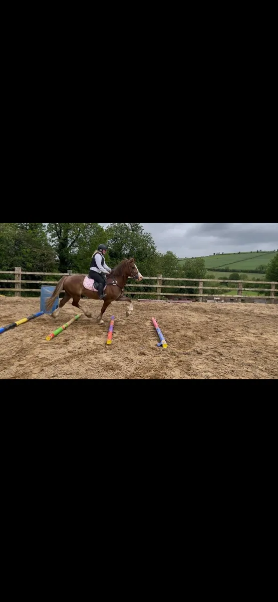 15.2hh 4yo Welsh D - Image 1