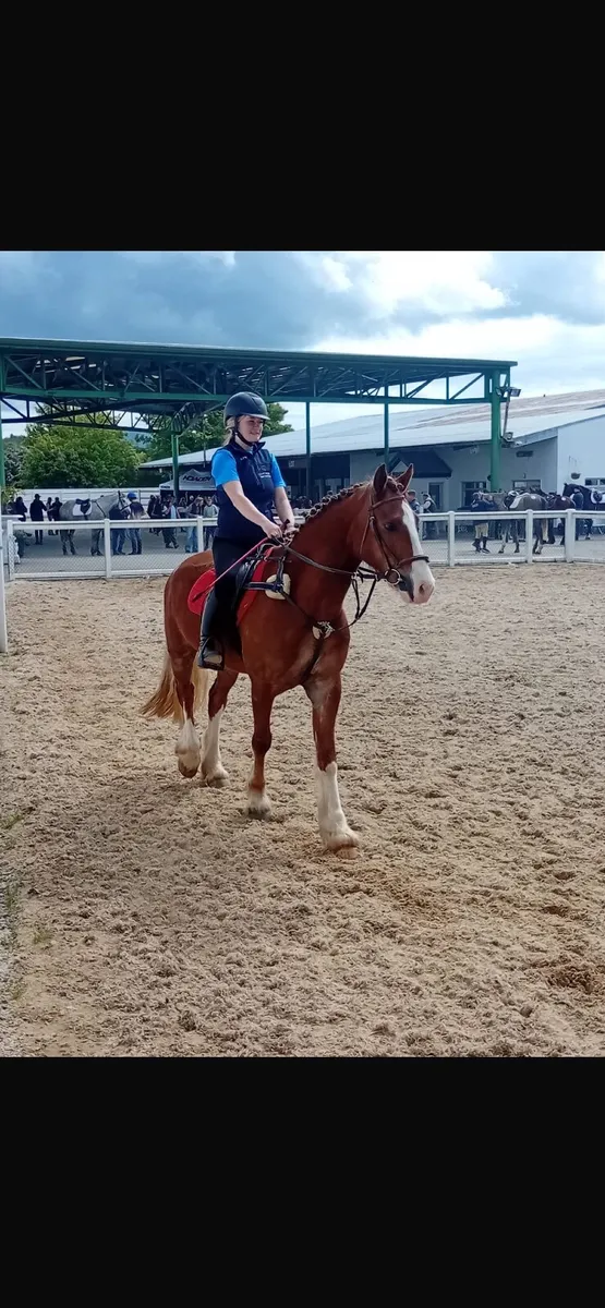 15.2hh 4yo Welsh D - Image 2