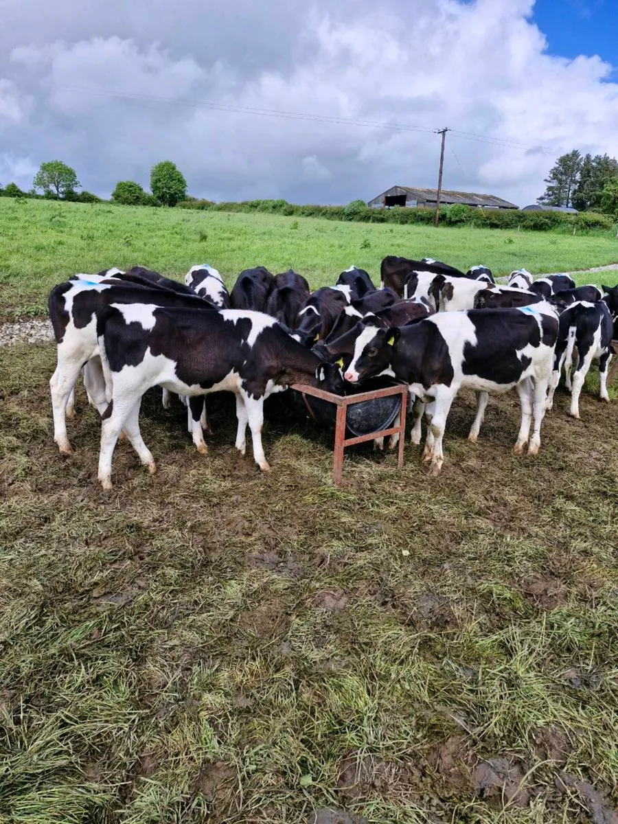 Pedigree HOL /FR Heifer Calves - Image 3