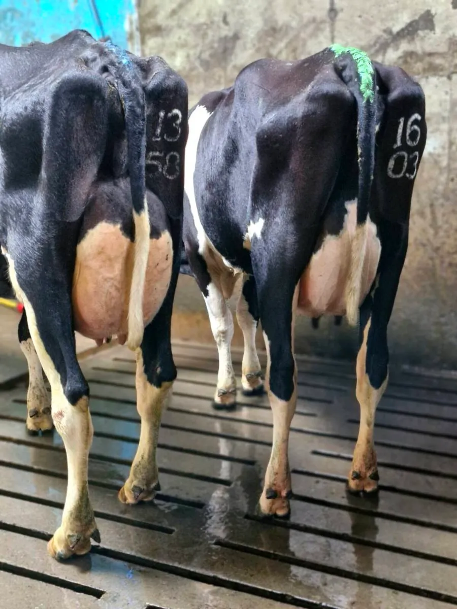 Pedigree HOL /FR Heifer Calves - Image 4