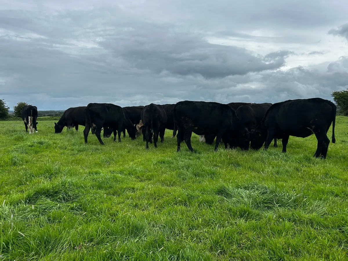 15 DRY COWS - Image 2