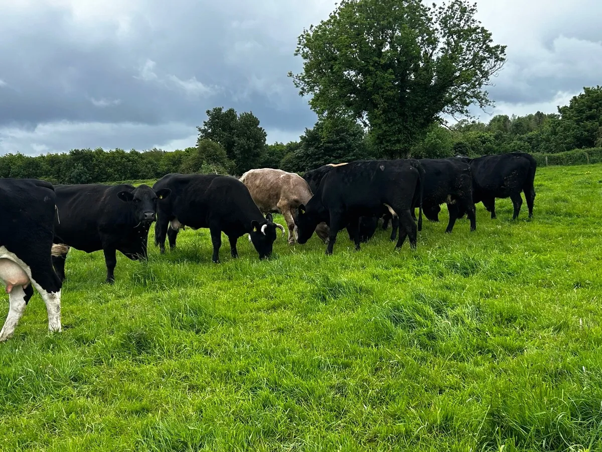 15 DRY COWS - Image 3