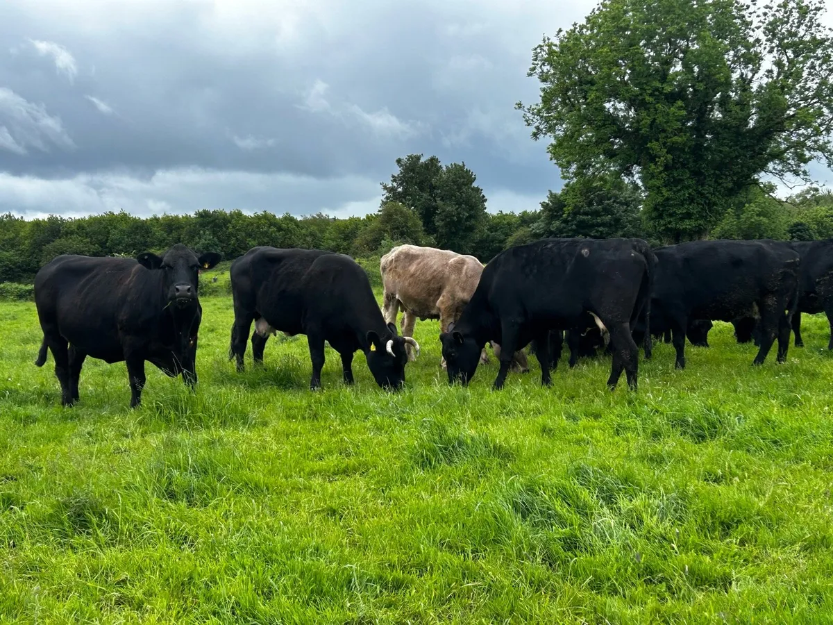 15 DRY COWS - Image 4