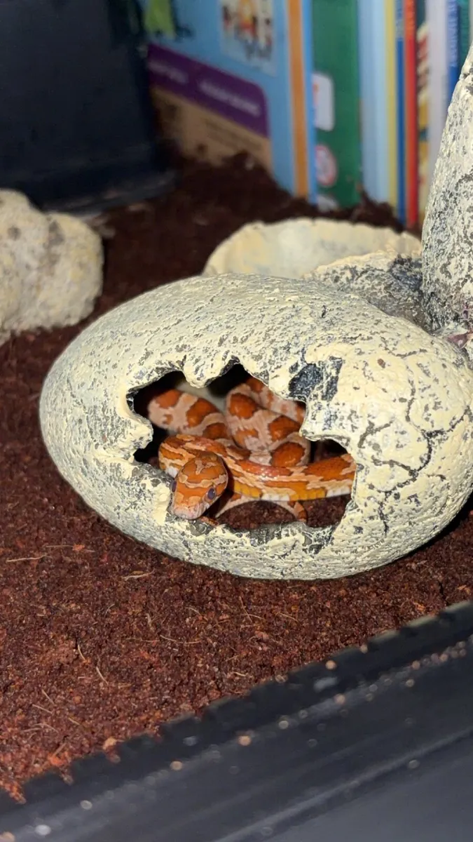 Baby corn snake - Image 1