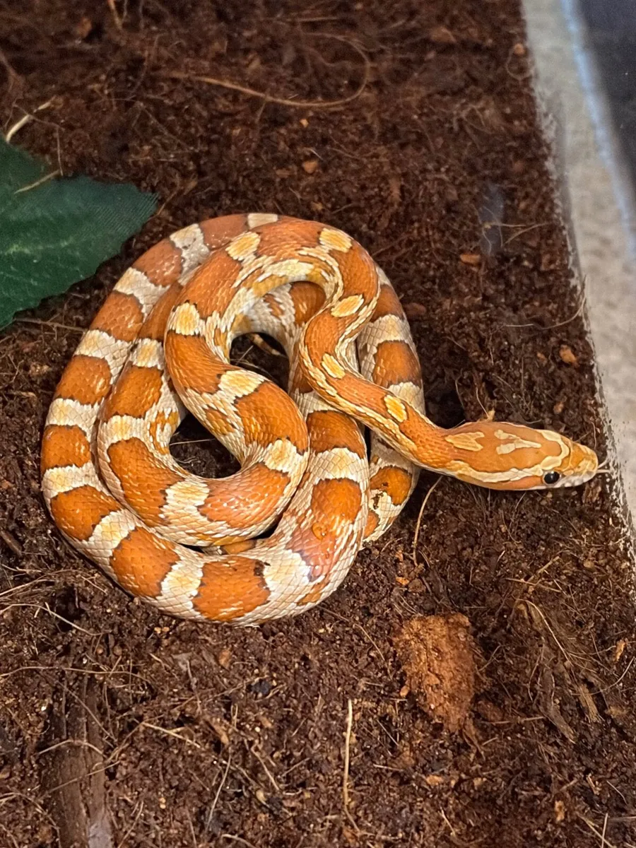 Baby corn snake - Image 2