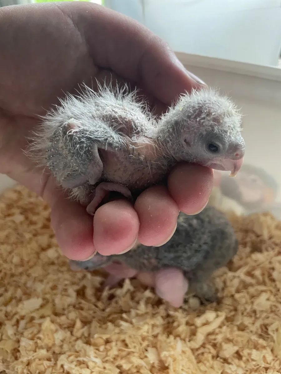 Selection of Hand reared birds - Image 3