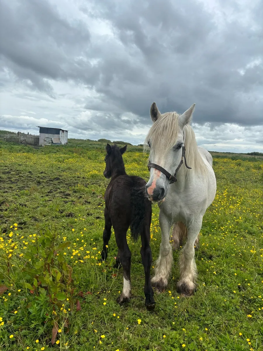 Heavy mare and foal - Image 2