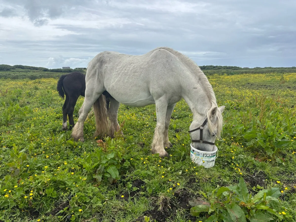 Heavy mare and foal - Image 1