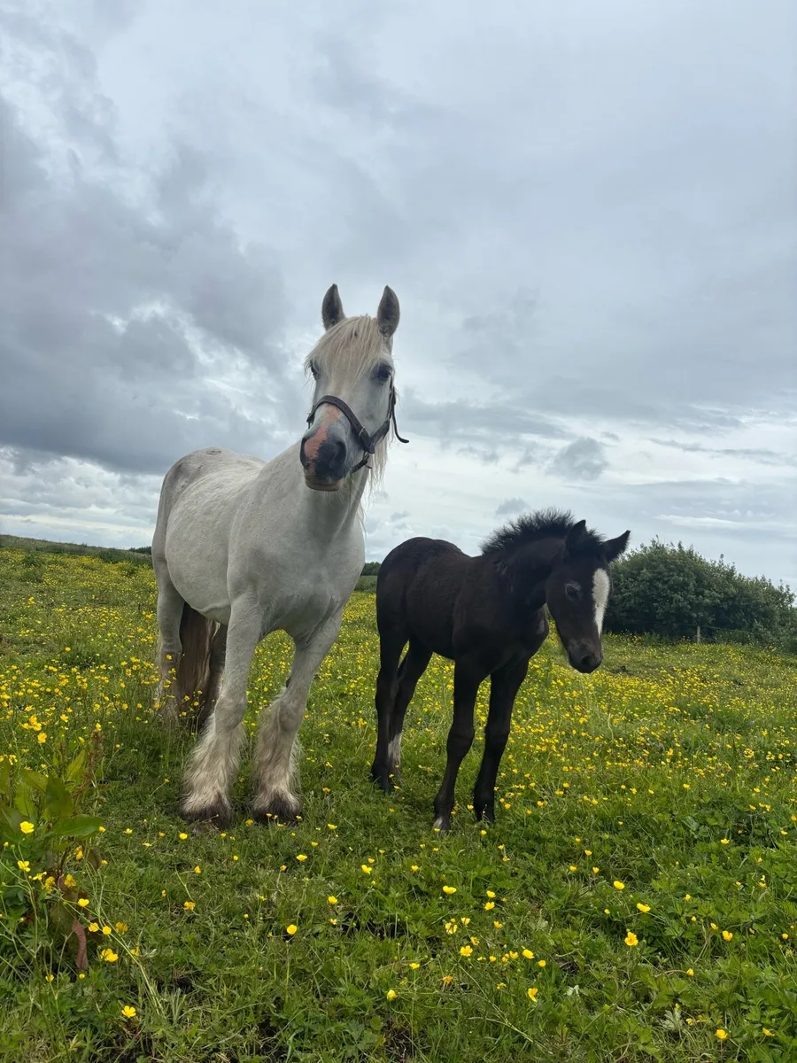 Heavy mare and foal - Image 3