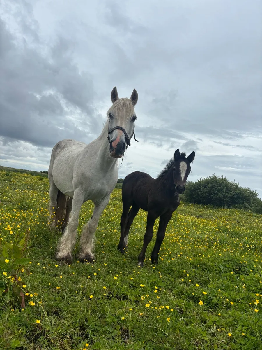 Heavy mare and foal - Image 1