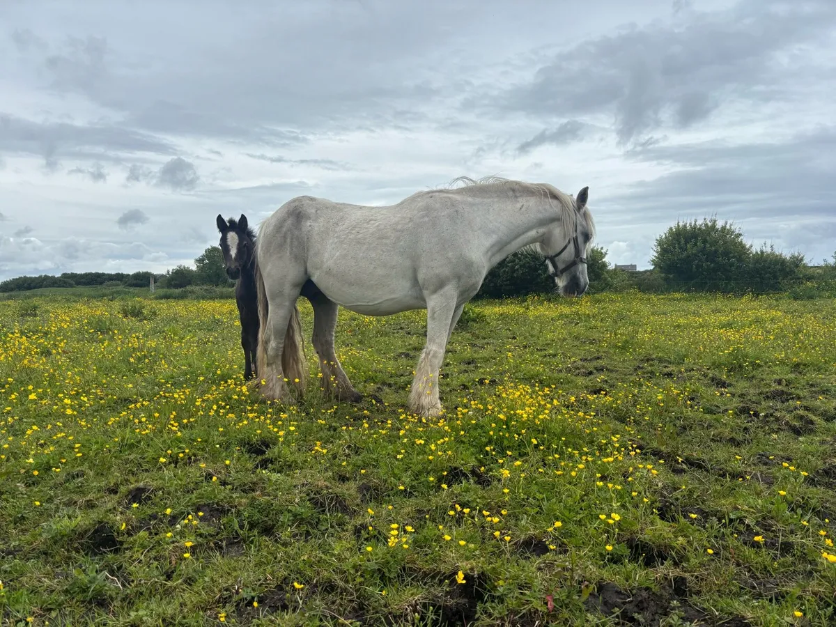 Heavy mare and foal - Image 4