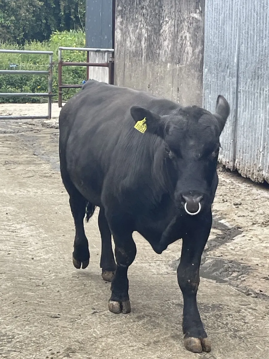 Pedigree Angus Bull - Image 2