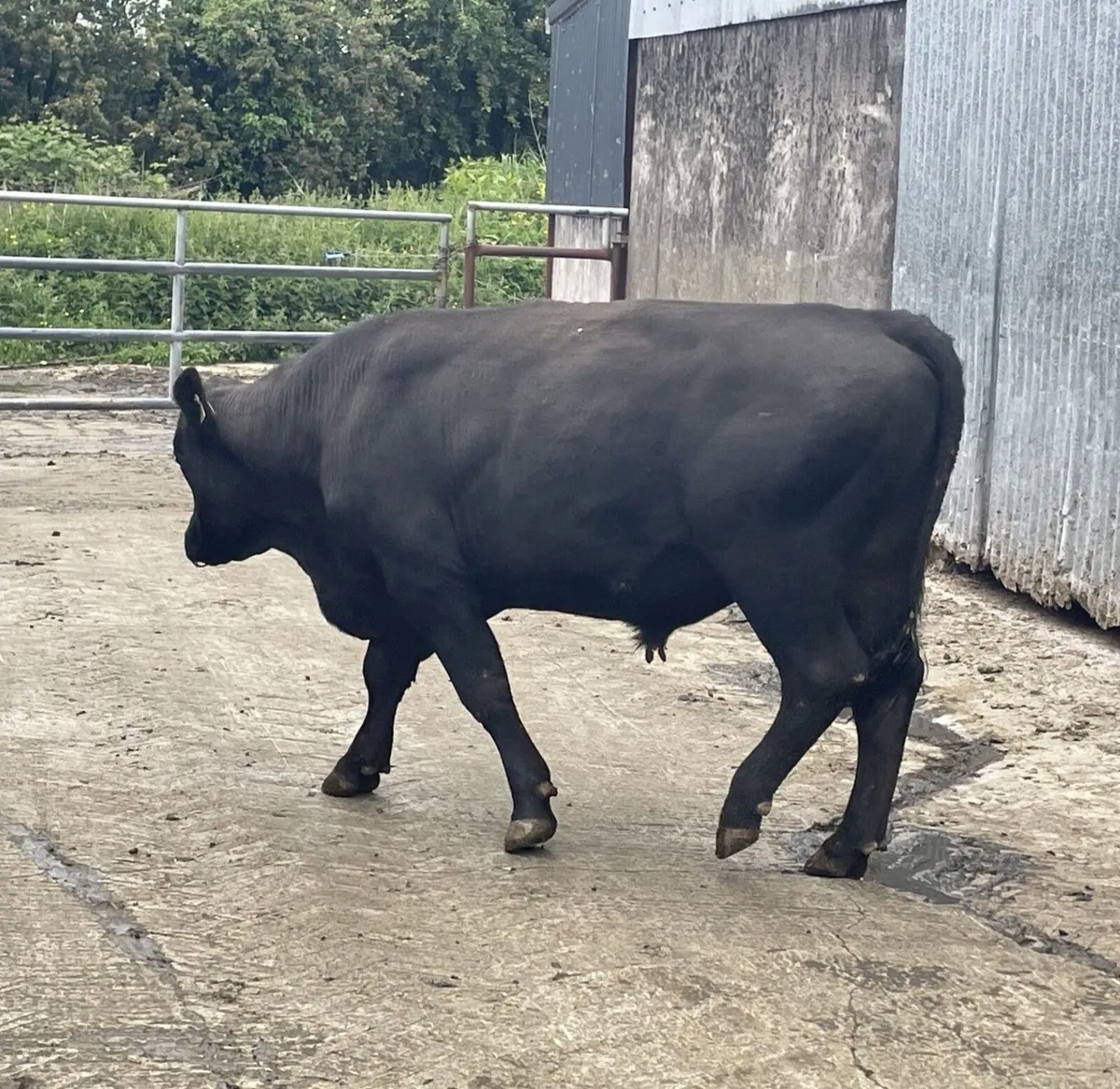 Pedigree Angus Bull - Image 1