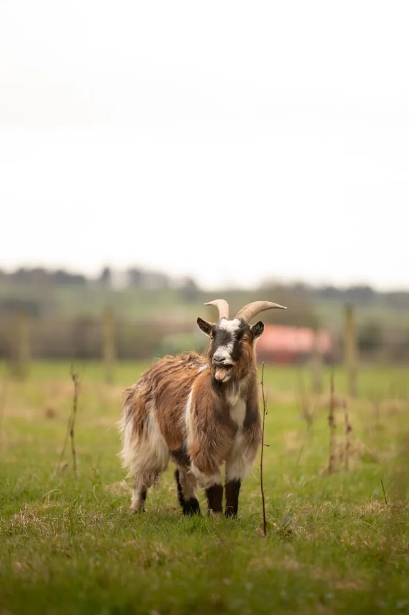 Pygmy goat
