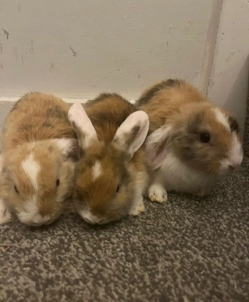 Baby Holland rabbit