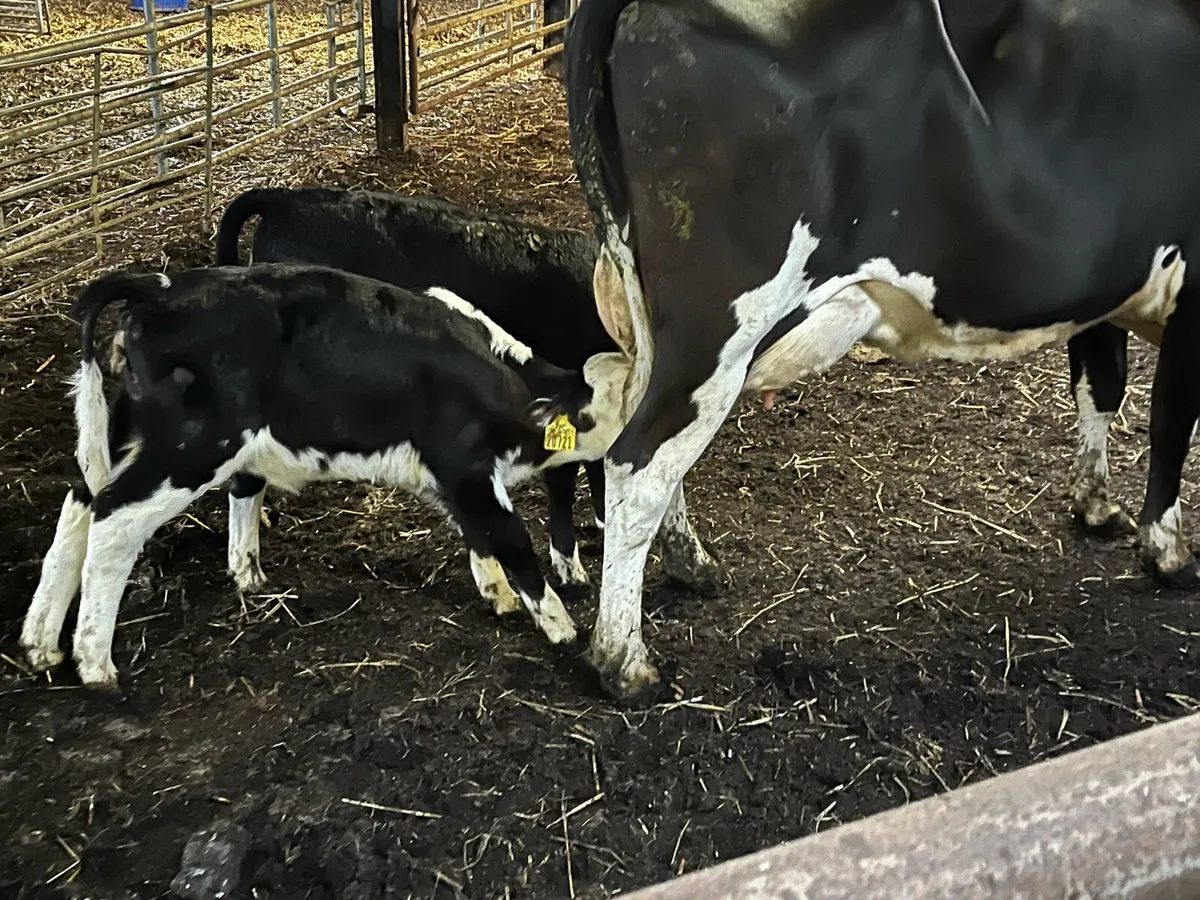 Cow - Image 3