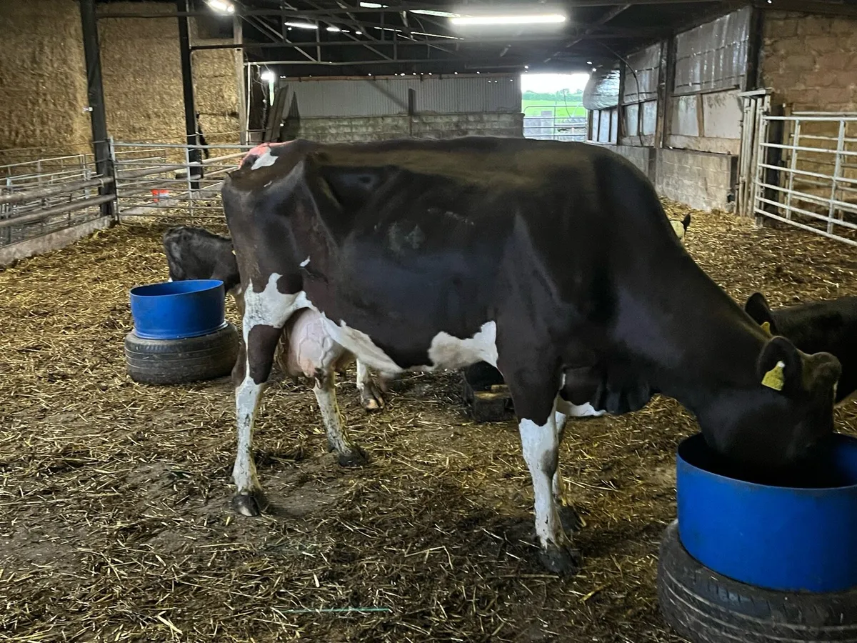 Cow - Image 4
