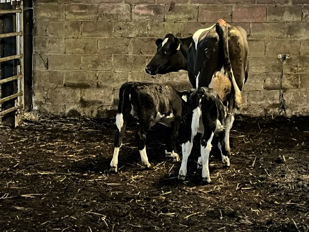 Cow - Image 2
