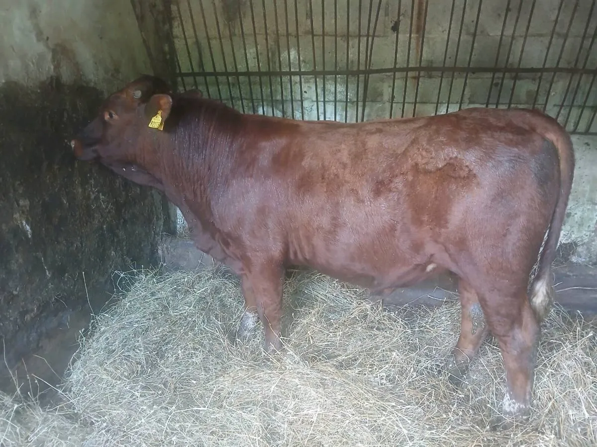 Bull