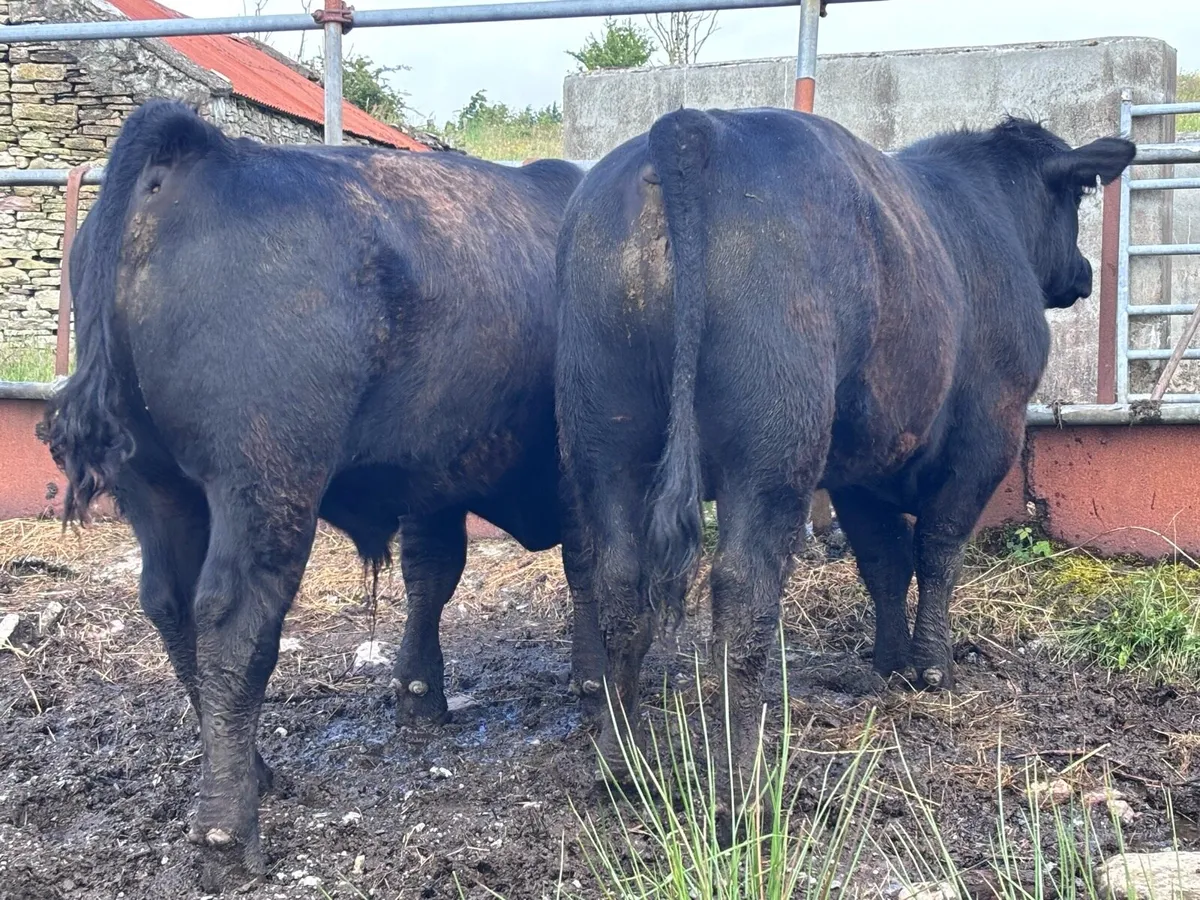 Pb angus bulls - Image 4