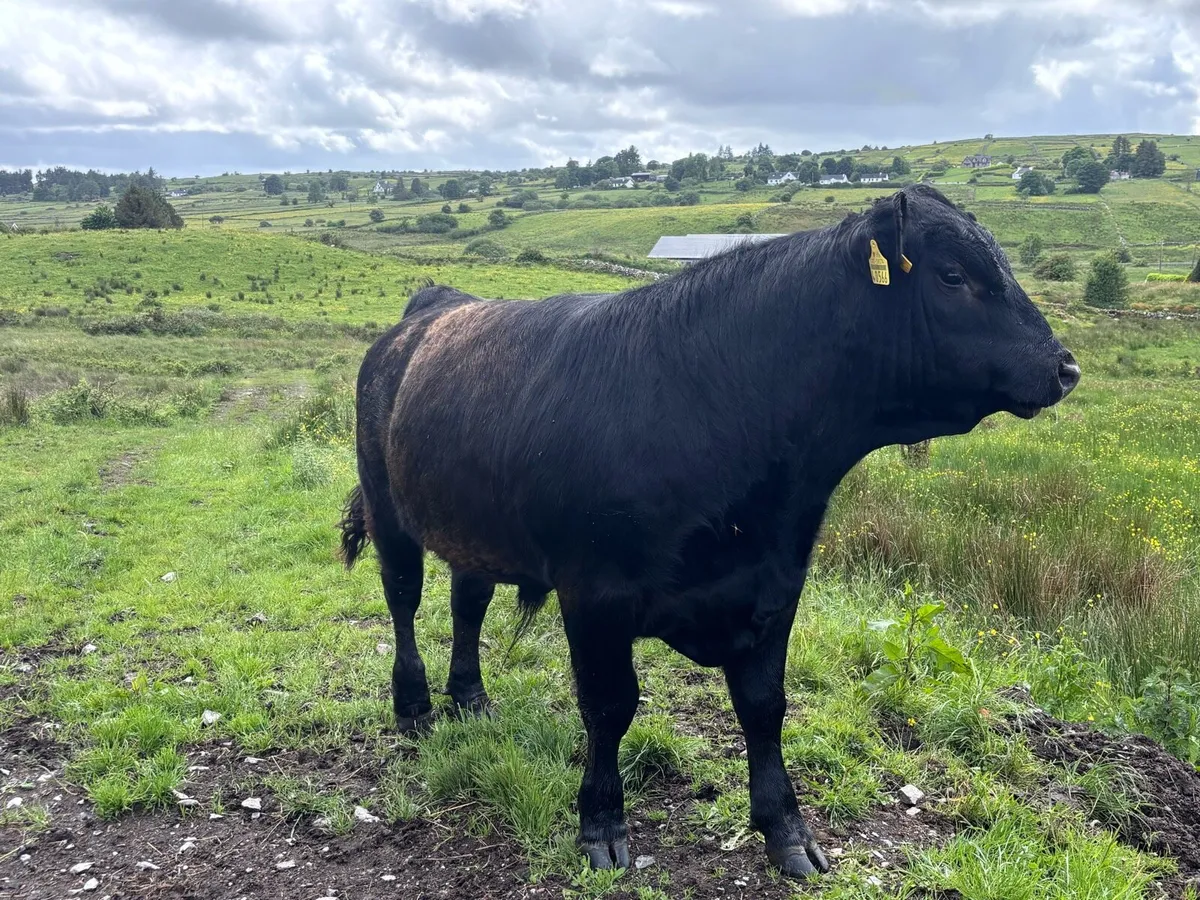 Pb angus bulls - Image 3