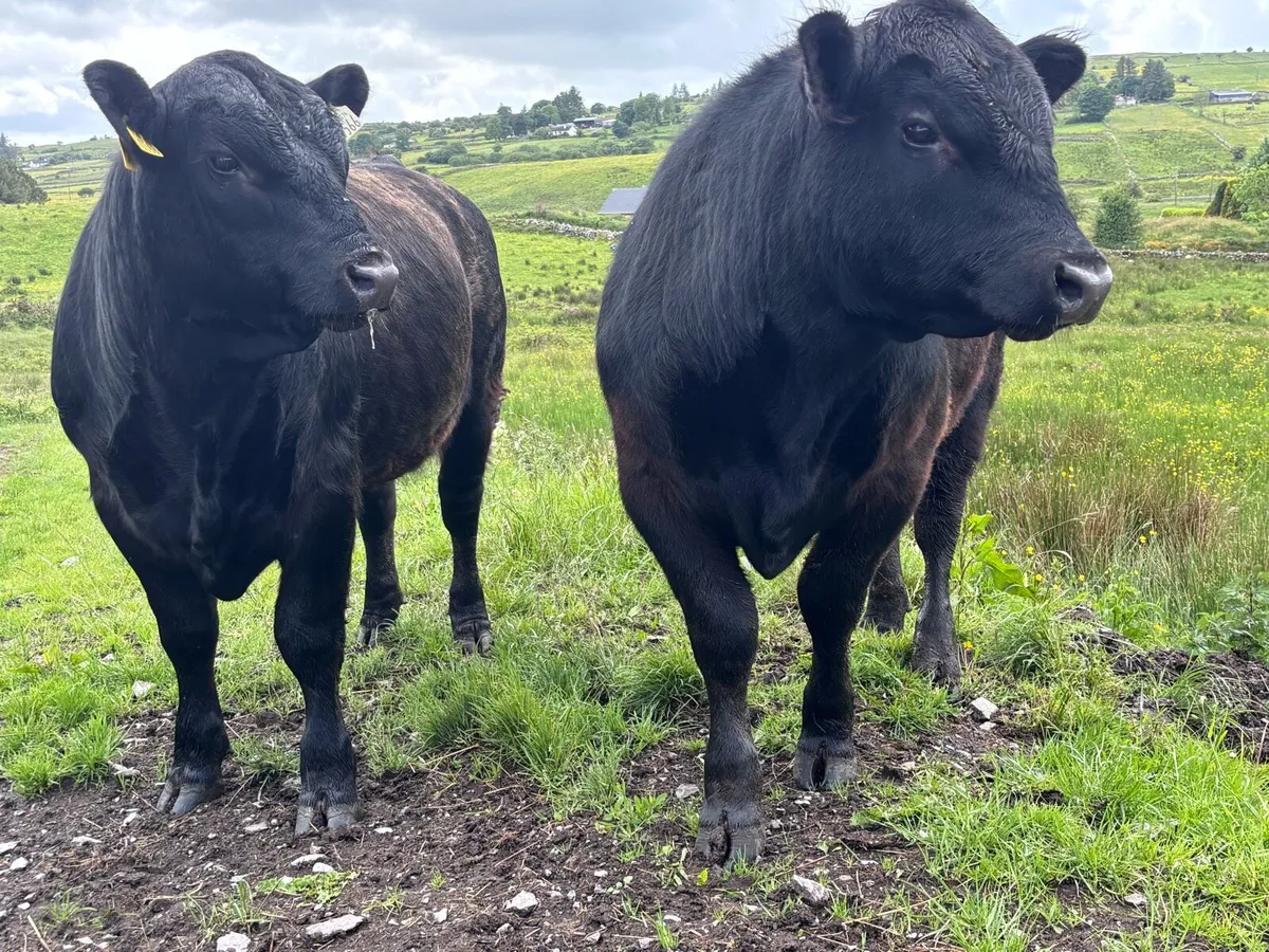 Pb angus bulls - Image 1