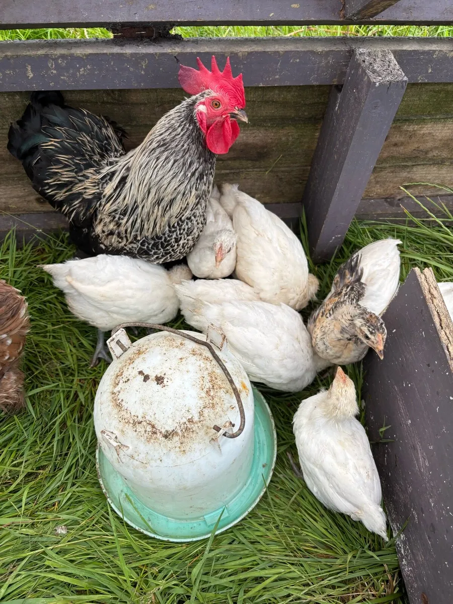 La Bresse off heat chicks