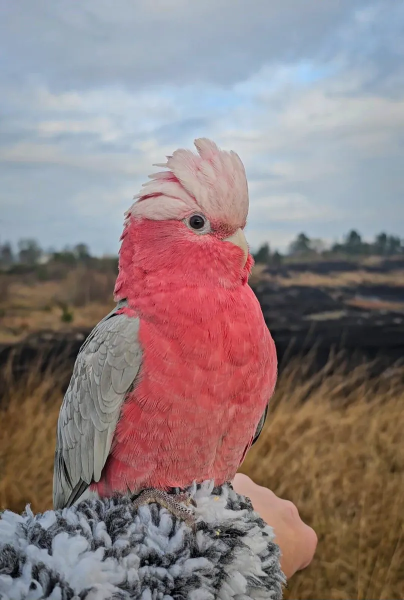 Galah Cockatoo - Image 2
