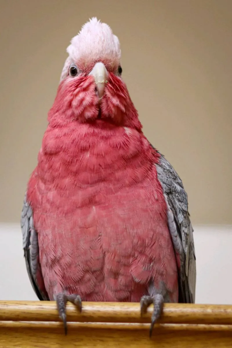 Galah Cockatoo - Image 3