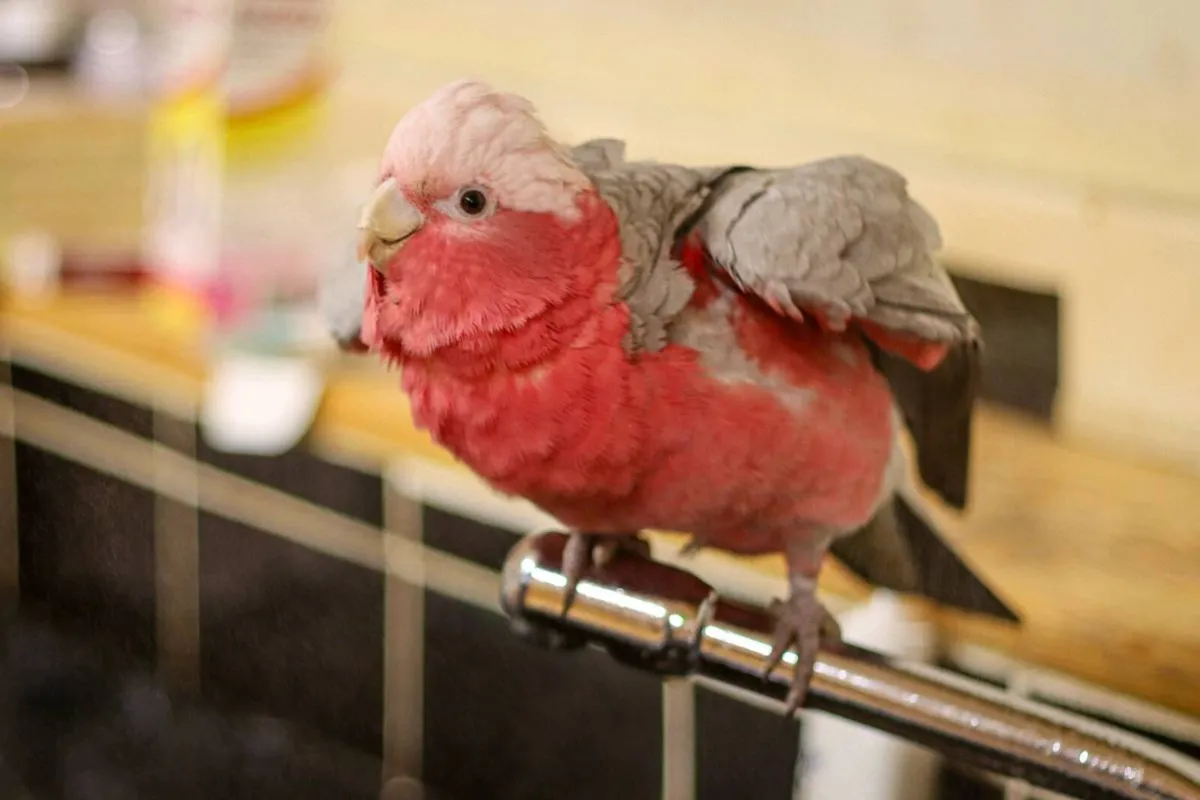 Galah Cockatoo - Image 4