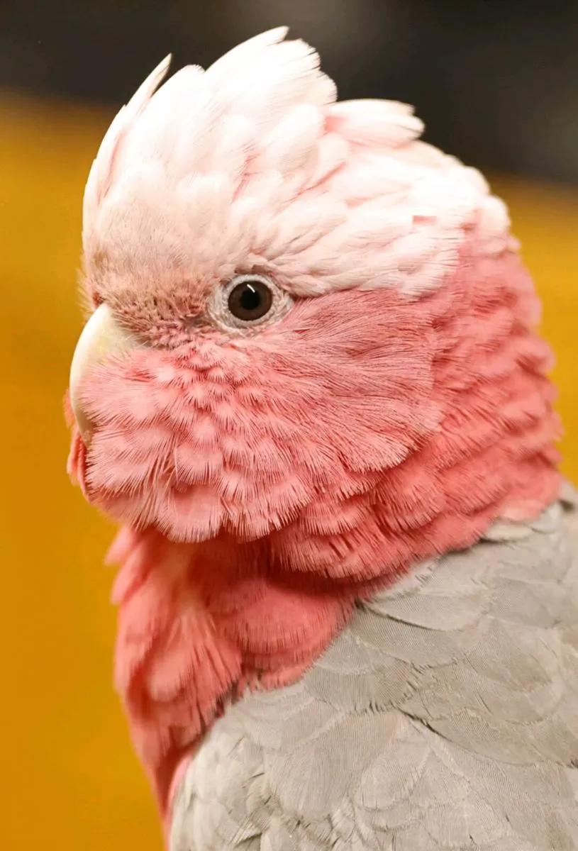 Galah Cockatoo - Image 1