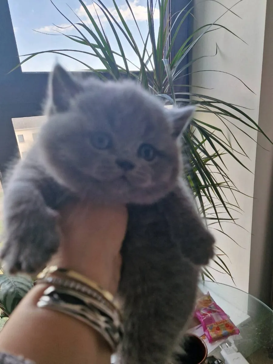 British shorthair kittens - Image 1