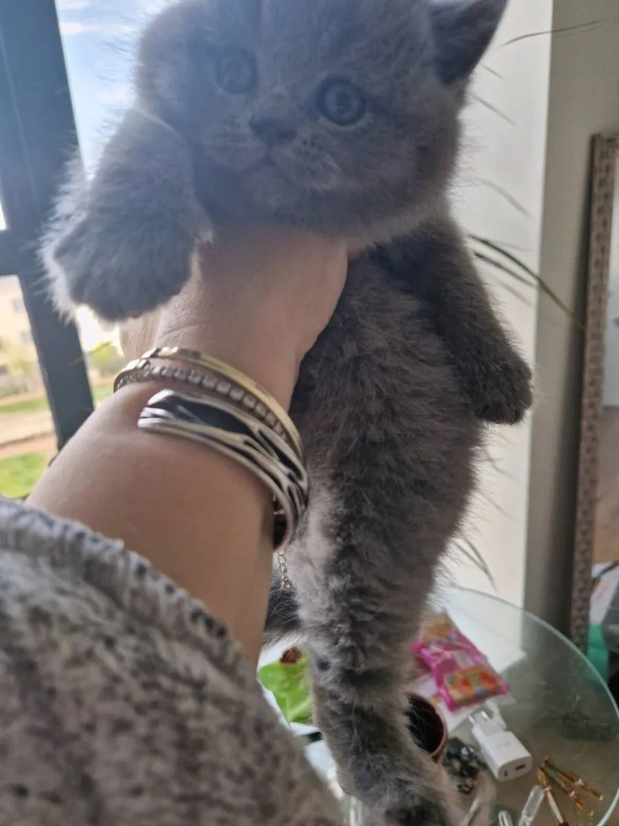 British shorthair kittens - Image 2