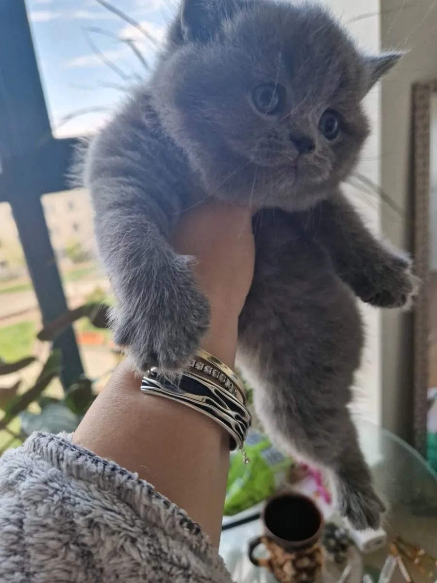 British shorthair kittens - Image 3