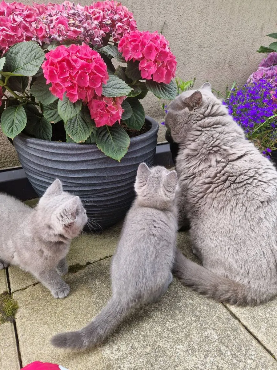 British shorthair kittens - Image 4