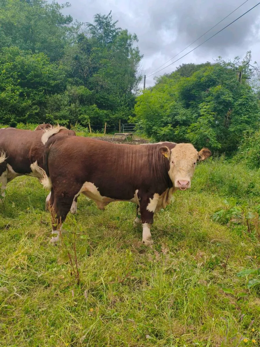 Purebred hereford bulls - Image 3