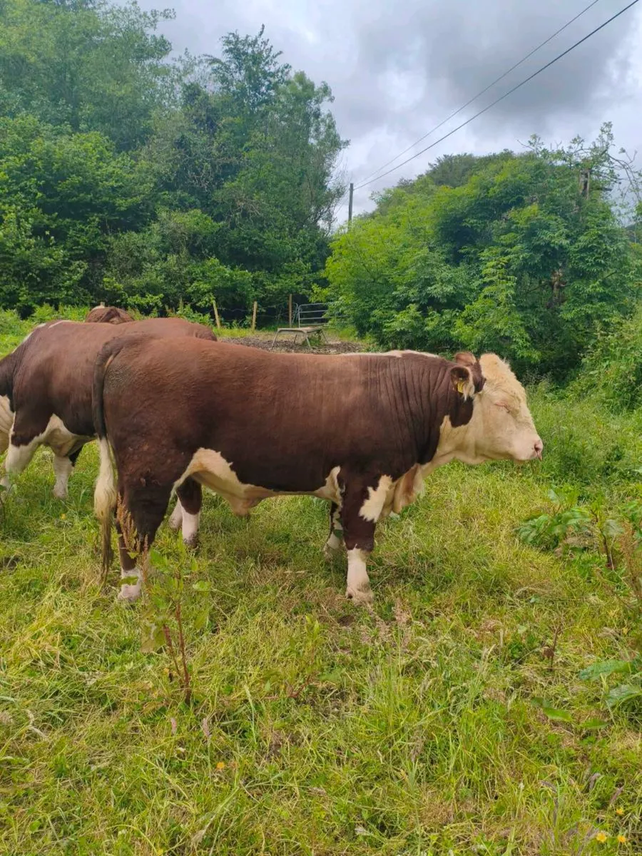 Purebred hereford bulls - Image 4