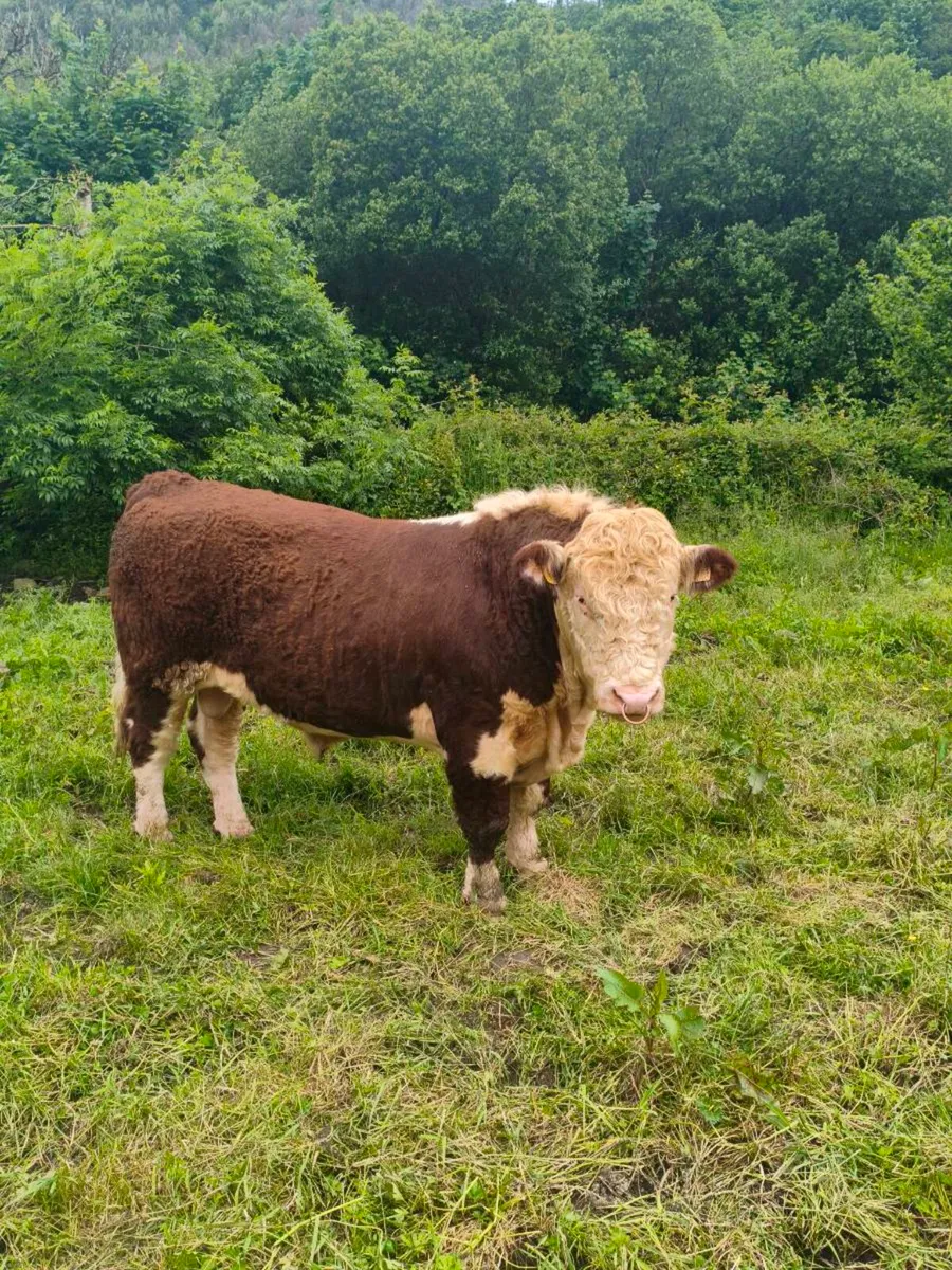 Purebred hereford bulls - Image 1