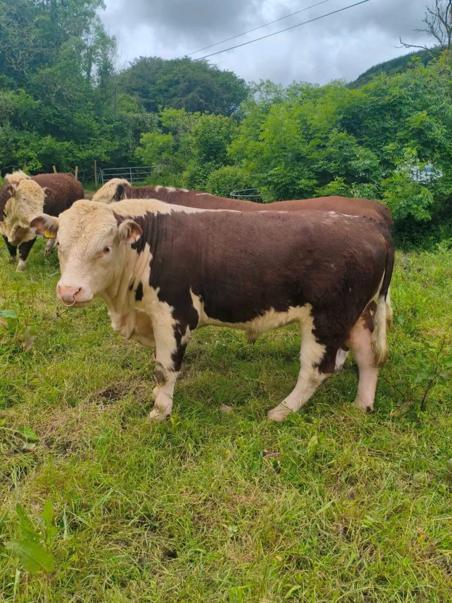 Purebred hereford bulls - Image 2
